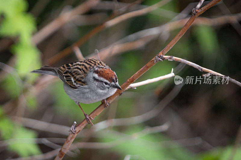 残酷的家庭，(Spizella passerina)，切麻雀。